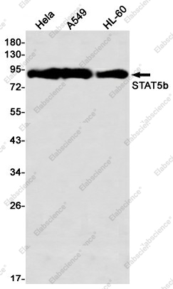 Вестерн-блоттинг, STAT5b, клетки HeLa, A549, HL-60