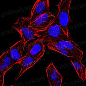 Валидация IF - AntibodySystem RHC94302 (467)