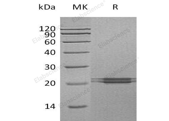Валидация Elabscience PKSH032962(3353)