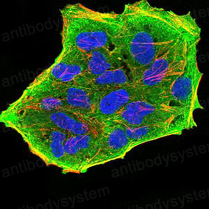 Валидация IF - AntibodySystem RHG08102
