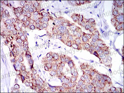 Валидация AntibodySystem RHG07502 (2826)