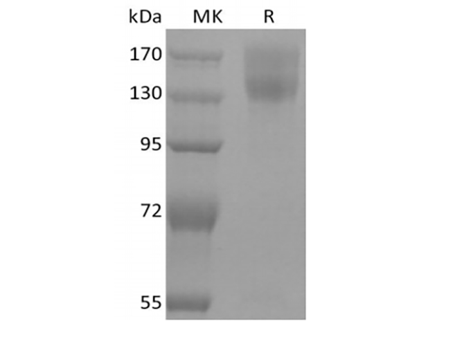 Валидация Elabscience PKSM041412(5287)