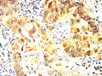 Валидация AntibodySystem RHC44502