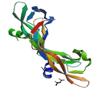 Vascular Endothelial Growth Factor B (VEGFB) Vascular Endothelial Growth Factor B (VEGFB)