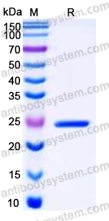 YHC39302, SDS-PAGE