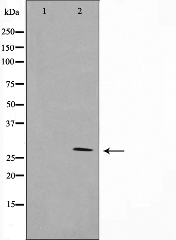 Валидация Affinity AF6357 - 3646