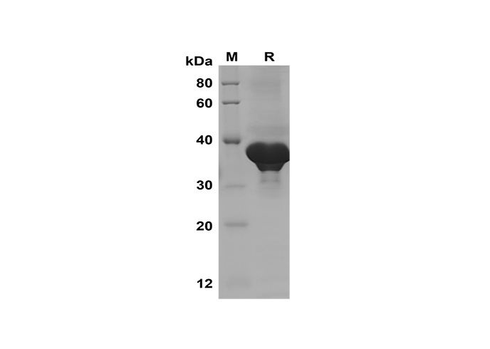 Валидация Elabscience PDEH100588(100)