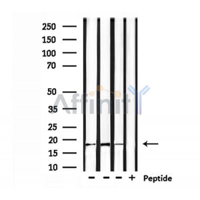 Валидация Affinity DF8077 - 19919