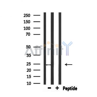 Валидация Affinity DF8263 - 20102