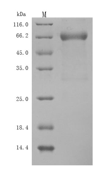 SDS-PAGE