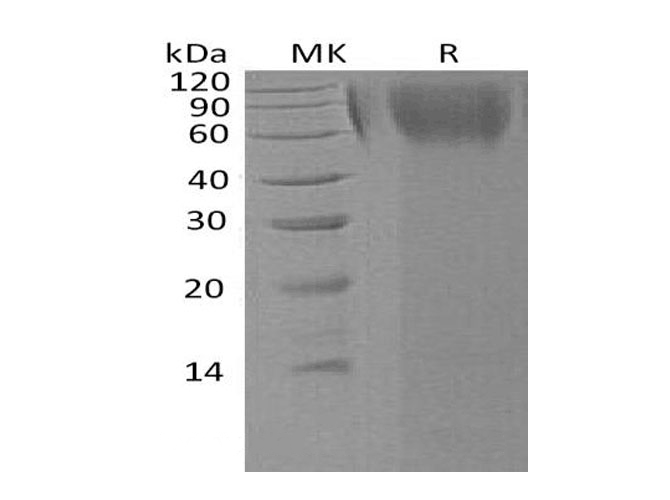 Валидация Elabscience PKSH032682(3114)