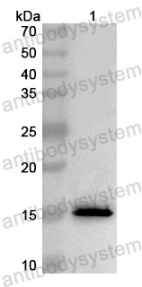 Валидация AntibodySystem PHB64001