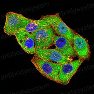 Валидация IF - AntibodySystem RHH24202
