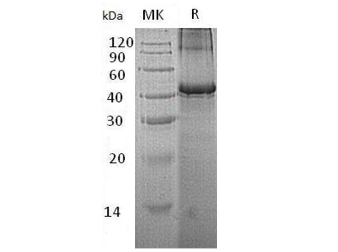 Валидация Elabscience PKSH033102(3464)