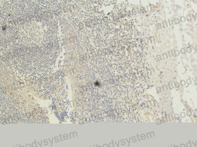 Валидация AntibodySystem RHC18706 (734)