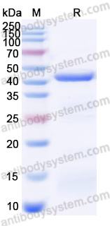 Валидация AntibodySystem YCK15101