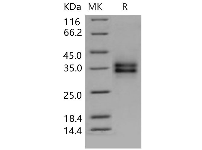 Валидация Elabscience PKSM040605(4591)