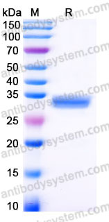 EHC01001, SDS-PAGE