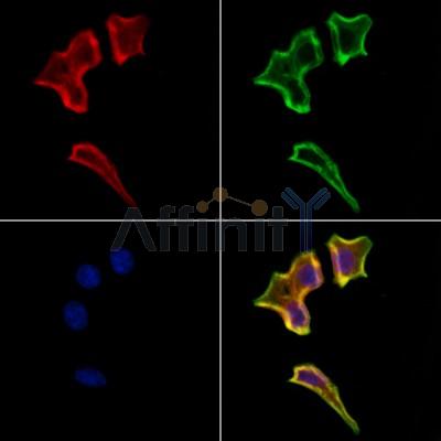 Валидация Affinity DF4927 - 16750