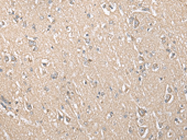 Валидация Elabscience E-AB-52352