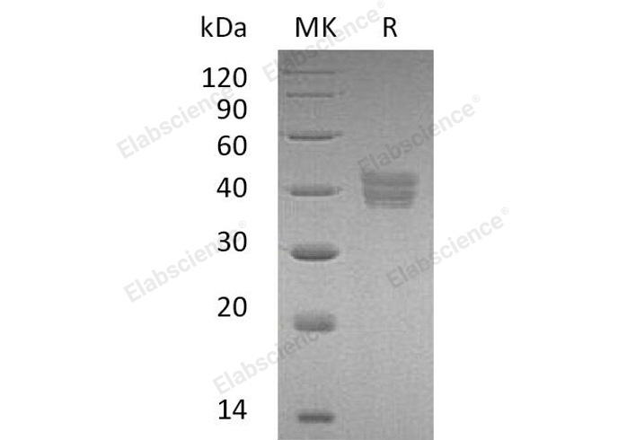 Валидация Elabscience PKSH031504(2199)