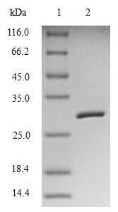 SDS-PAGE