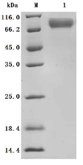 SDS-PAGE