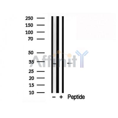 Валидация Affinity AF7790 - 4503