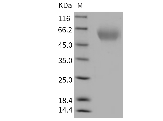 Валидация Elabscience PKSR030413(5747)