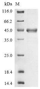 SDS-PAGE