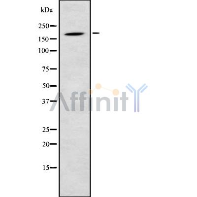 Валидация Affinity DF8853 - 20936
