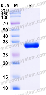 AHD38102, SDS-PAGE