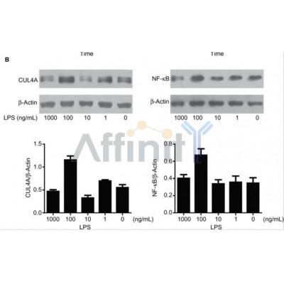 Валидация Affinity AF7018 - 4164