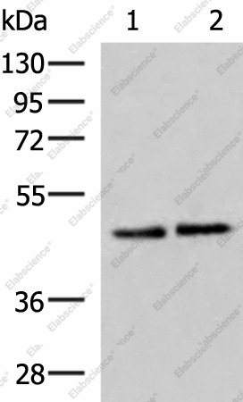 Вестерн-блоттинг, ACTL6B, клетки HeLa и HepG2