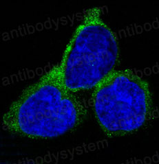 Валидация IF - AntibodySystem RHE80202
