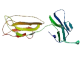 Poliovirus Receptor Related Protein 3 (PVRL3) Poliovirus Receptor Related Protein 3 (PVRL3)