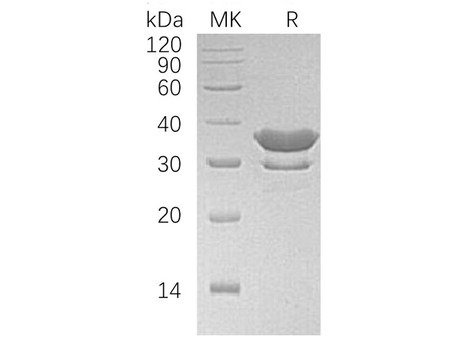 Валидация Elabscience PKSH033368(3699)