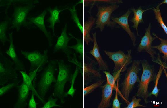 Валидация AssayVector ARM1973(2867)
