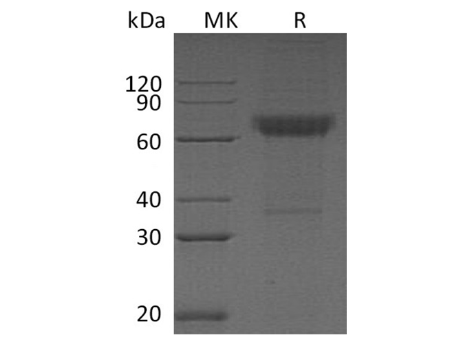 Валидация Elabscience PKSH032421(2900)