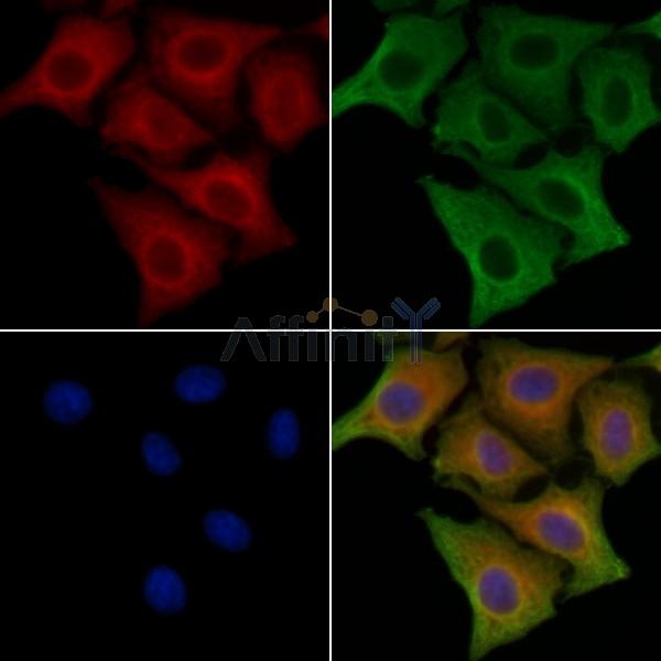 Валидация Affinity DF8976 - 21167