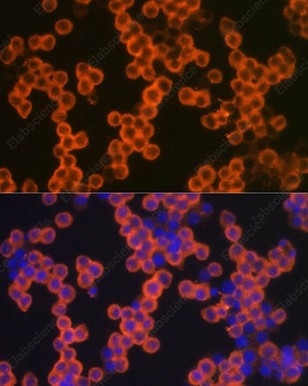 Иммунофлуоресценция, CD38, клетки THP-1