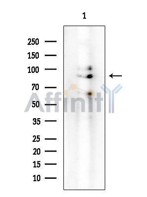 Валидация Affinity AF6305 - 3573