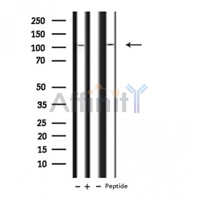 Валидация Affinity DF4250 - 15636