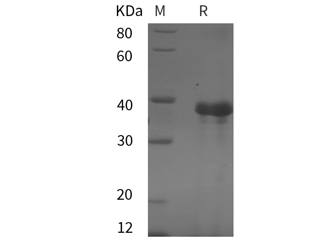 Валидация Elabscience PDEH101059(446)