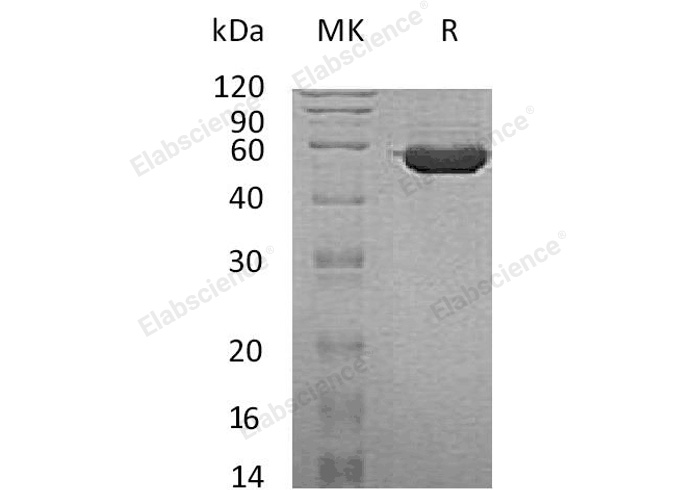 Валидация Elabscience PKSH033159(3514)