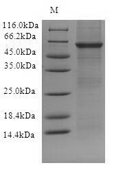 SDS-PAGE