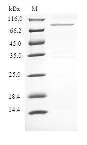 SDS-PAGE