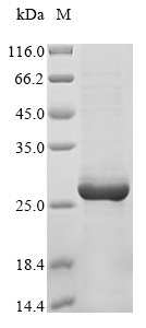 SDS-PAGE