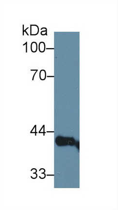 10426