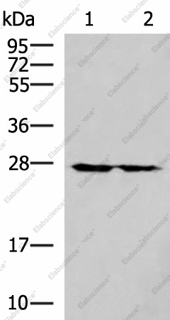 Вестерн-блоттинг, MRPL16, клетки 293T